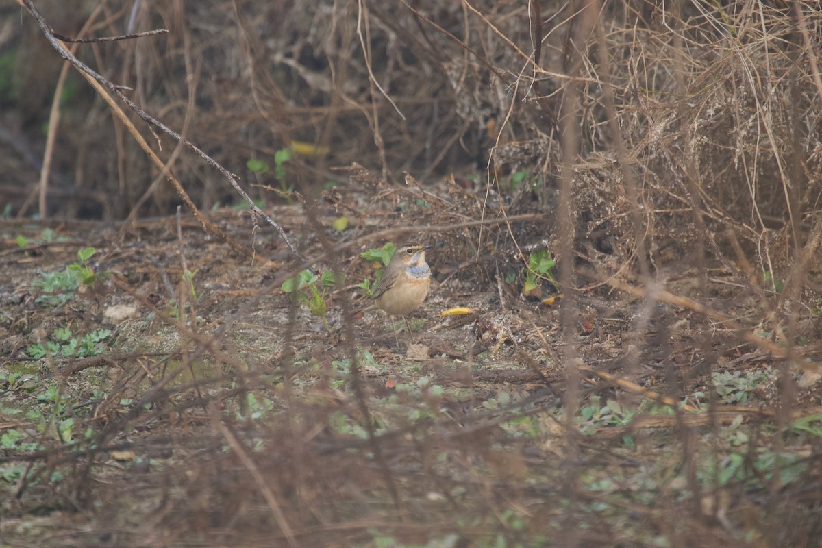 Bluethroat - ML637889346