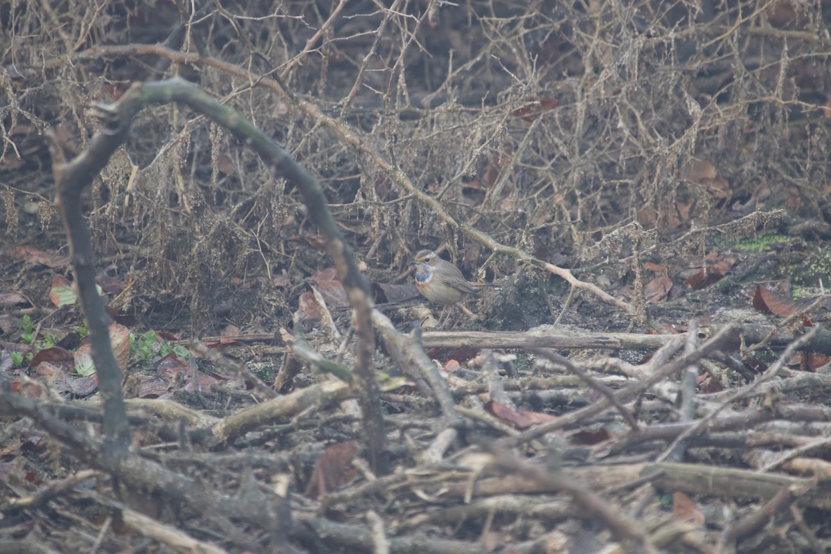 Bluethroat - ML637889347