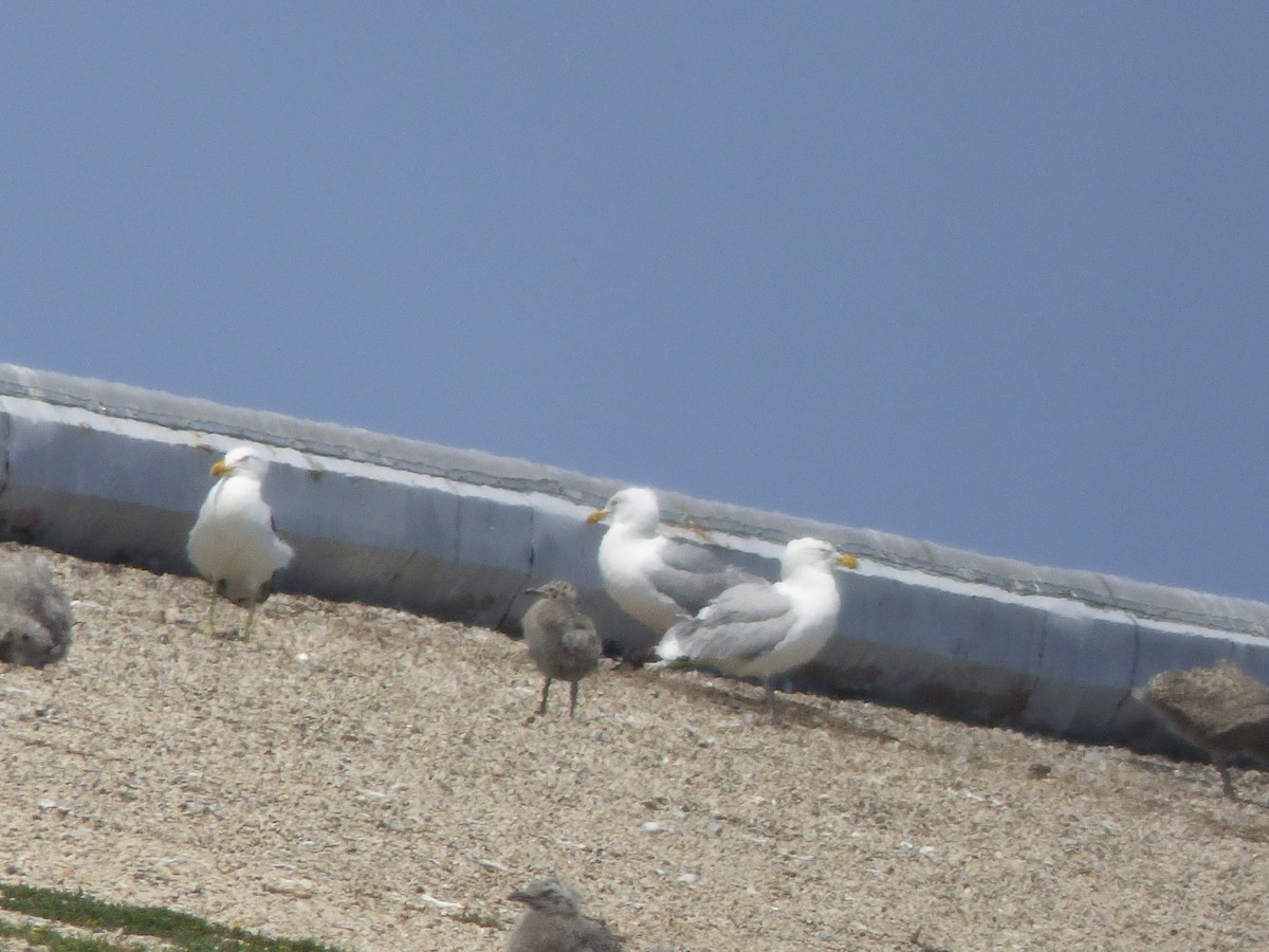 Kelp x American Herring Gull (hybrid) - ML637889367