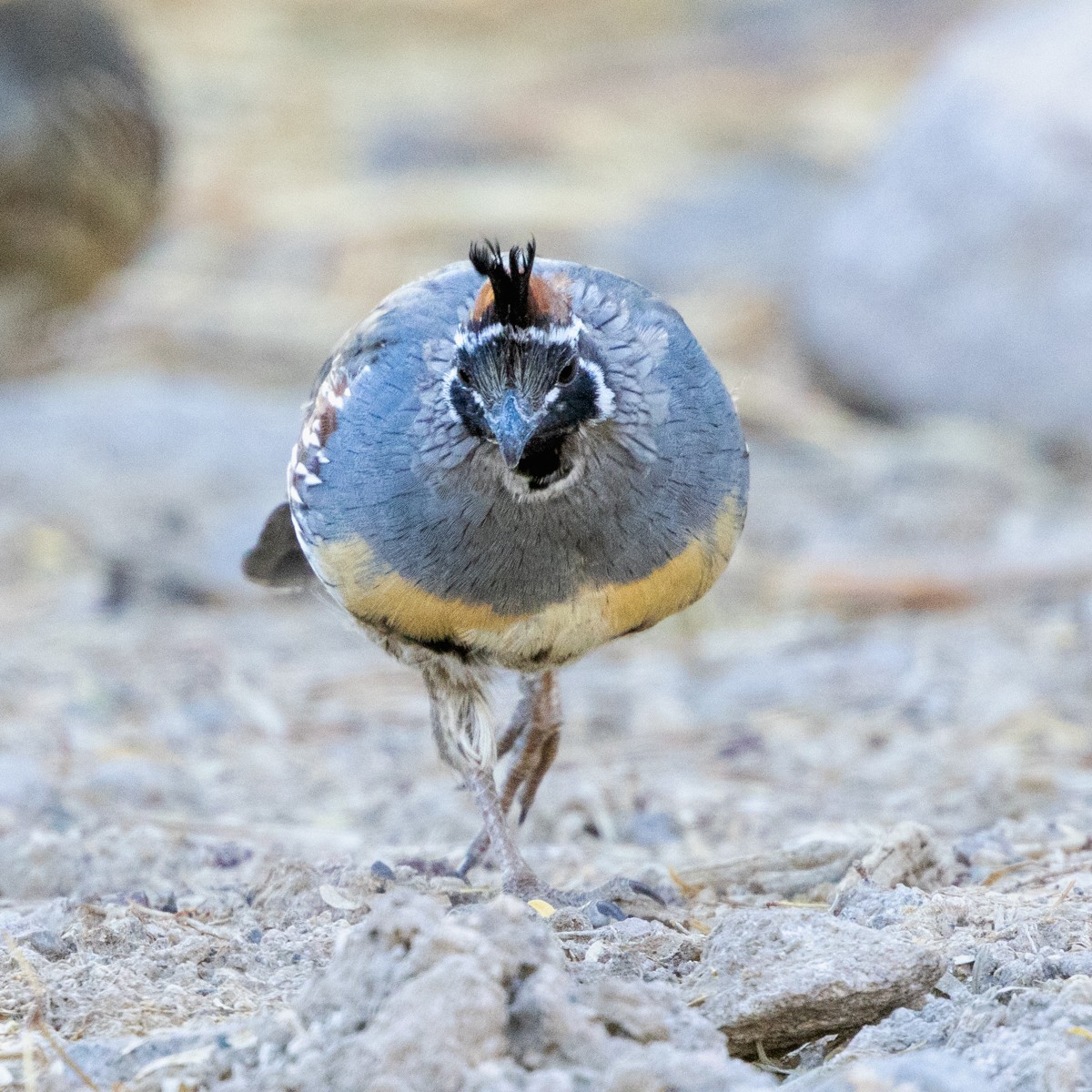 Gambel's Quail - ML637889391