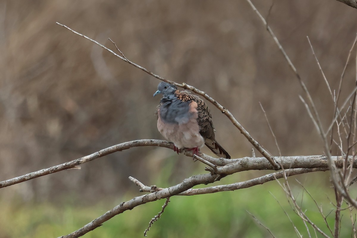 Bar-shouldered Dove - ML637889404