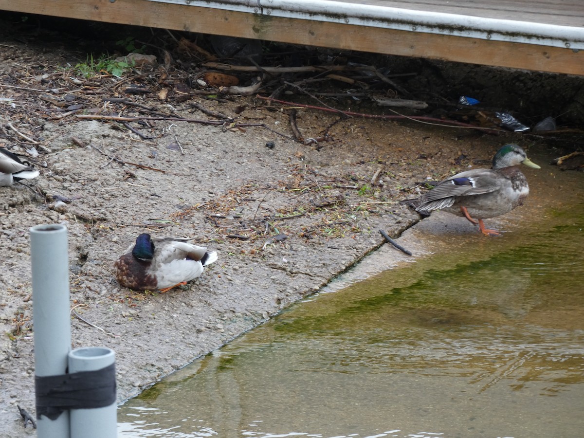 Mallard x American Black Duck (hybrid) - ML637889412