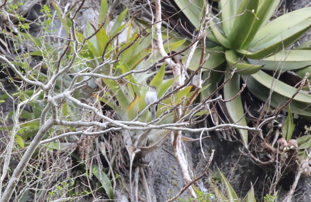 Solitaire de Cuba - ML637889421