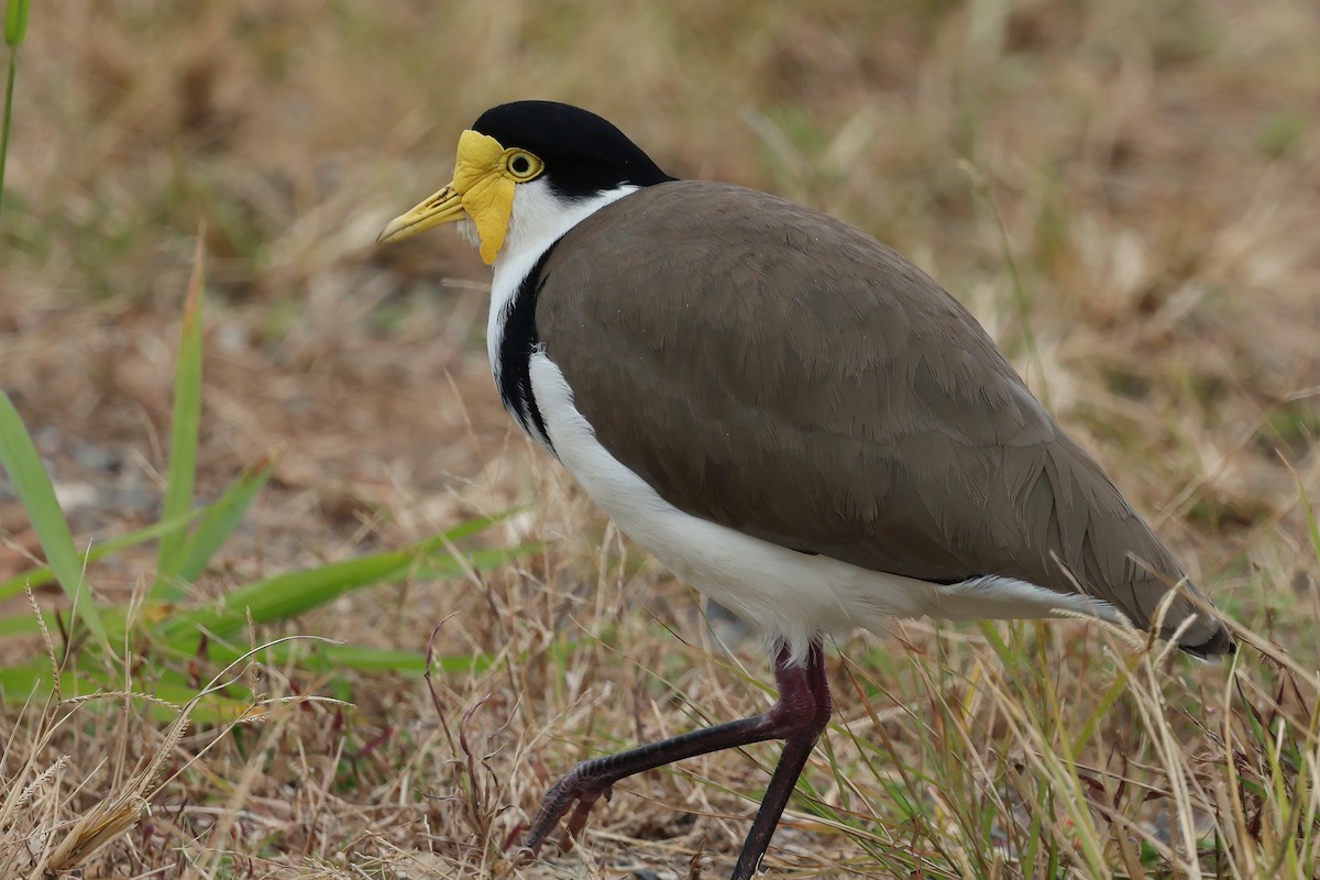Masked Lapwing (Black-shouldered) - ML637889423