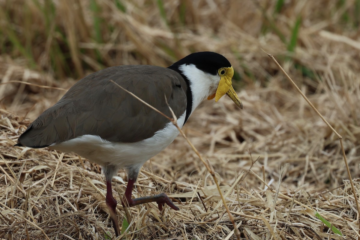 Masked Lapwing (Black-shouldered) - ML637889424