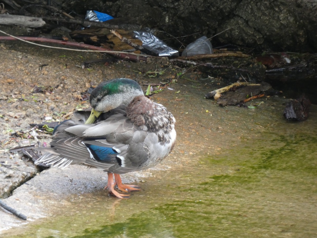 Mallard x American Black Duck (hybrid) - ML637889432