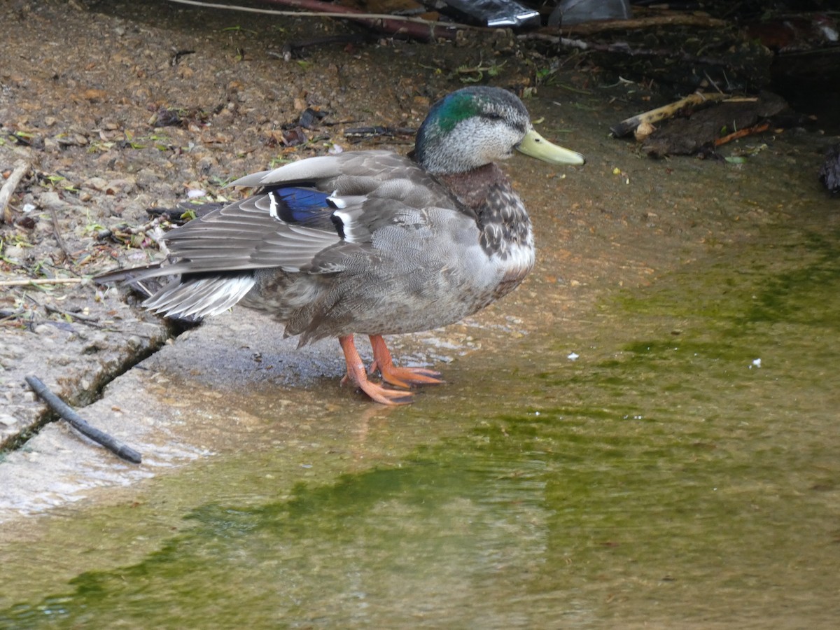 Mallard x American Black Duck (hybrid) - ML637889450