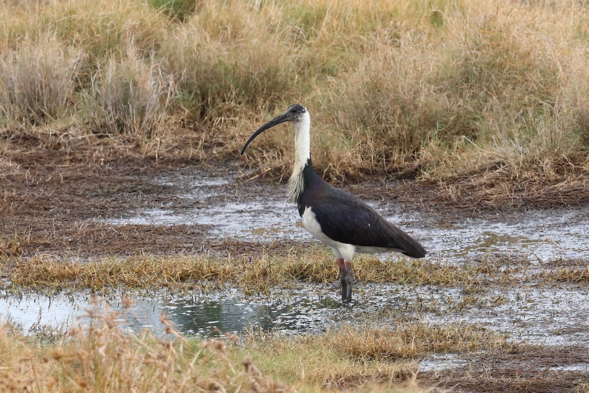 Straw-necked Ibis - ML637889451