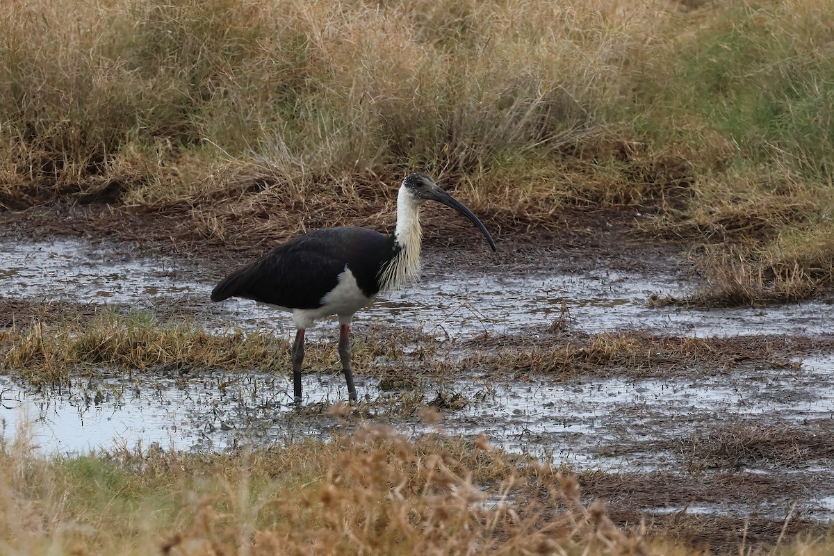 Straw-necked Ibis - ML637889452