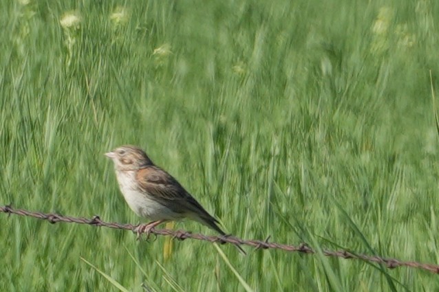 Vesper Sparrow - ML637889464
