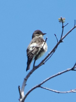 tyranovec severský - ML637889489