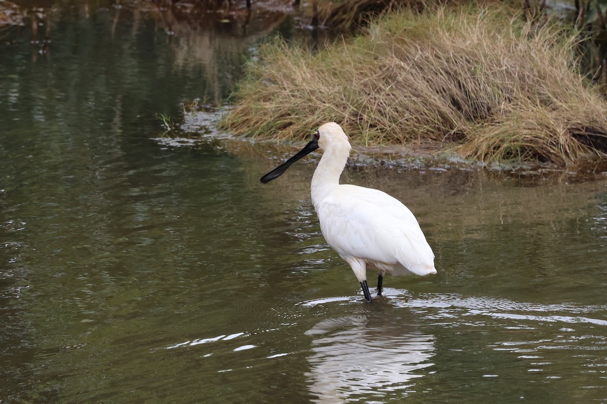 Royal Spoonbill - ML637889491