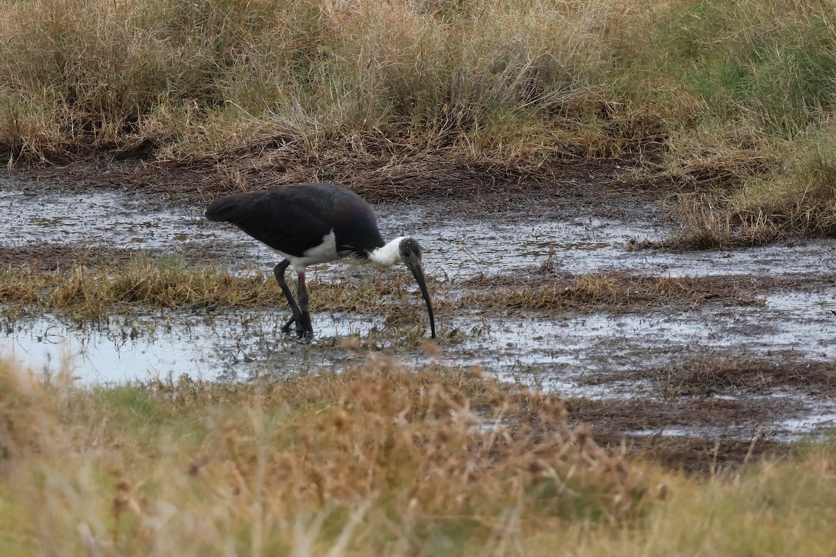 Straw-necked Ibis - ML637889492