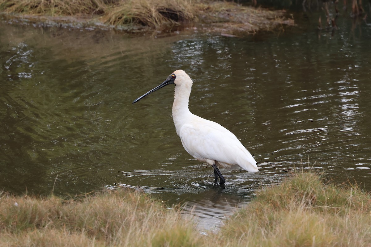 Royal Spoonbill - ML637889493