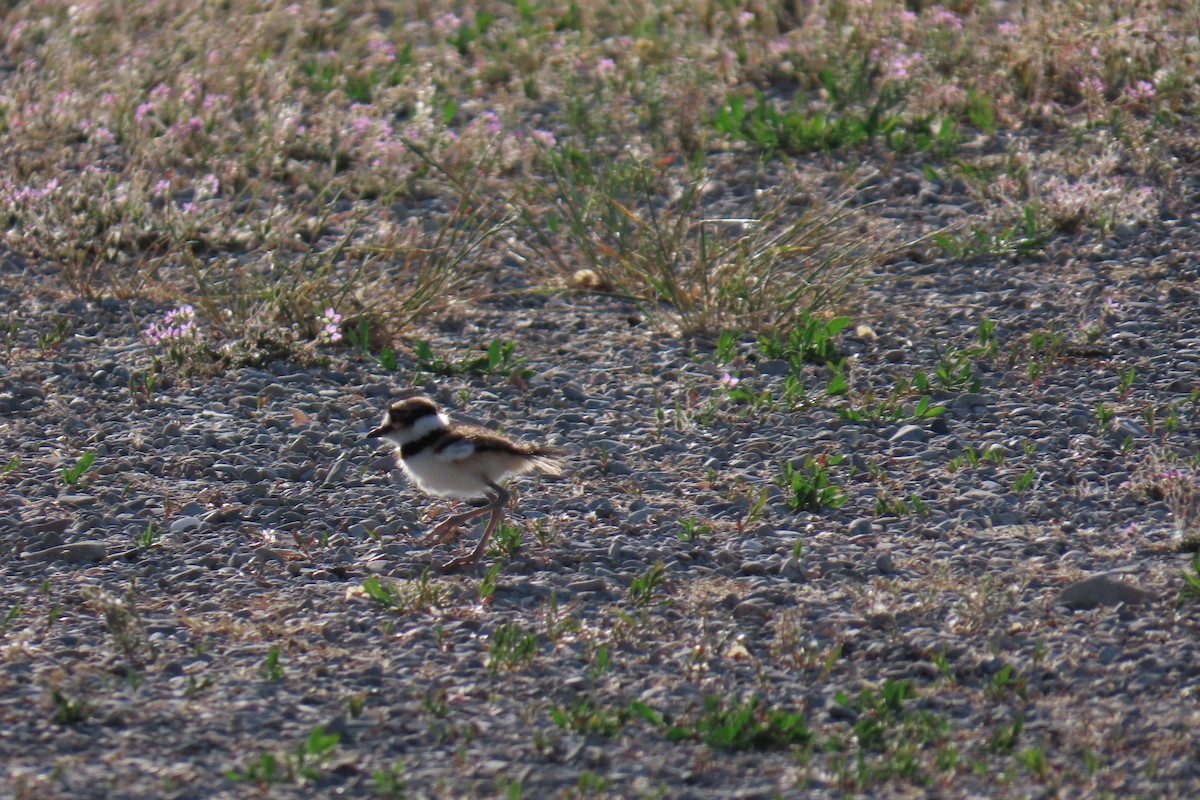 Killdeer - ML637889501
