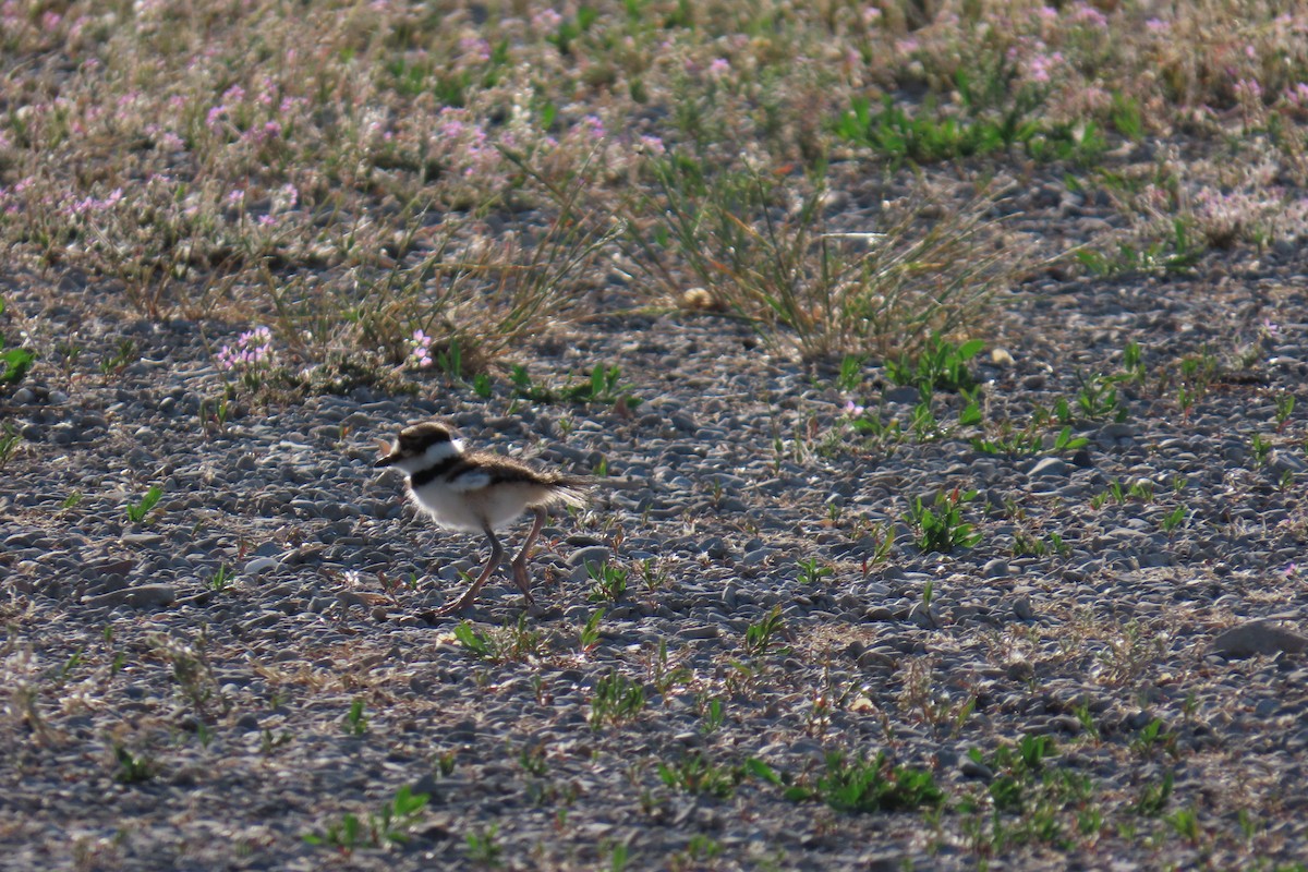 Killdeer - ML637889502