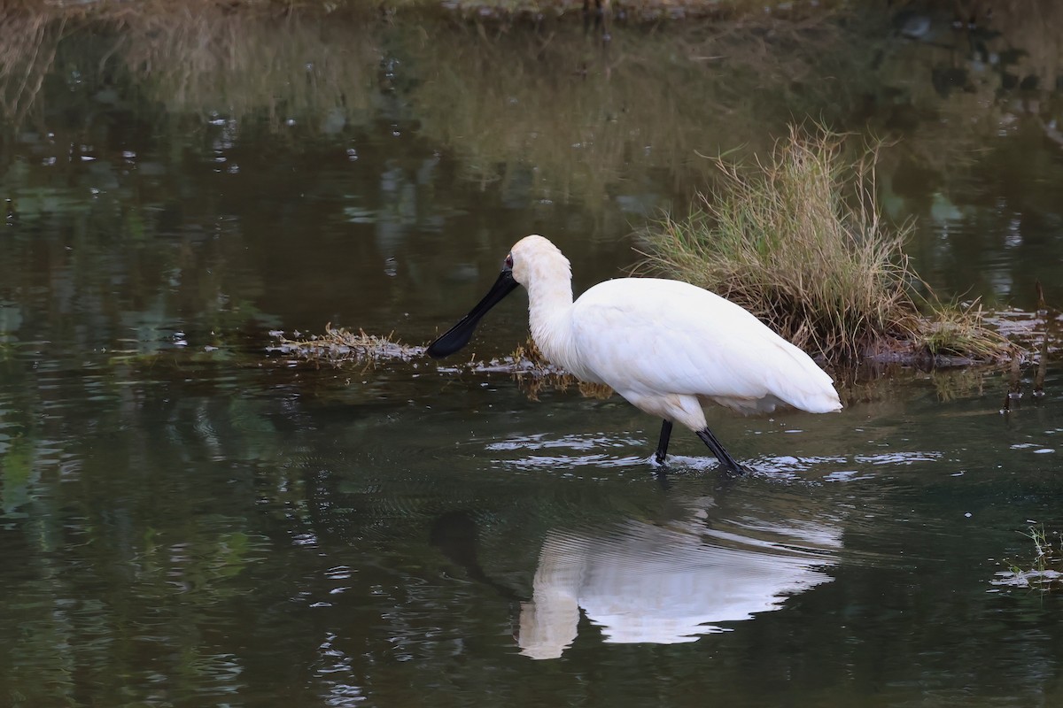 Royal Spoonbill - ML637889507