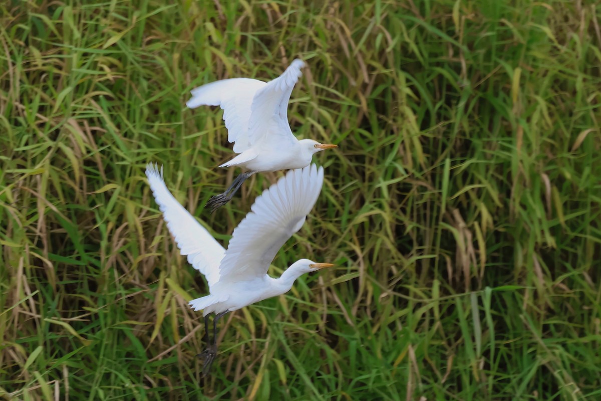 Eastern Cattle-Egret - ML637889539