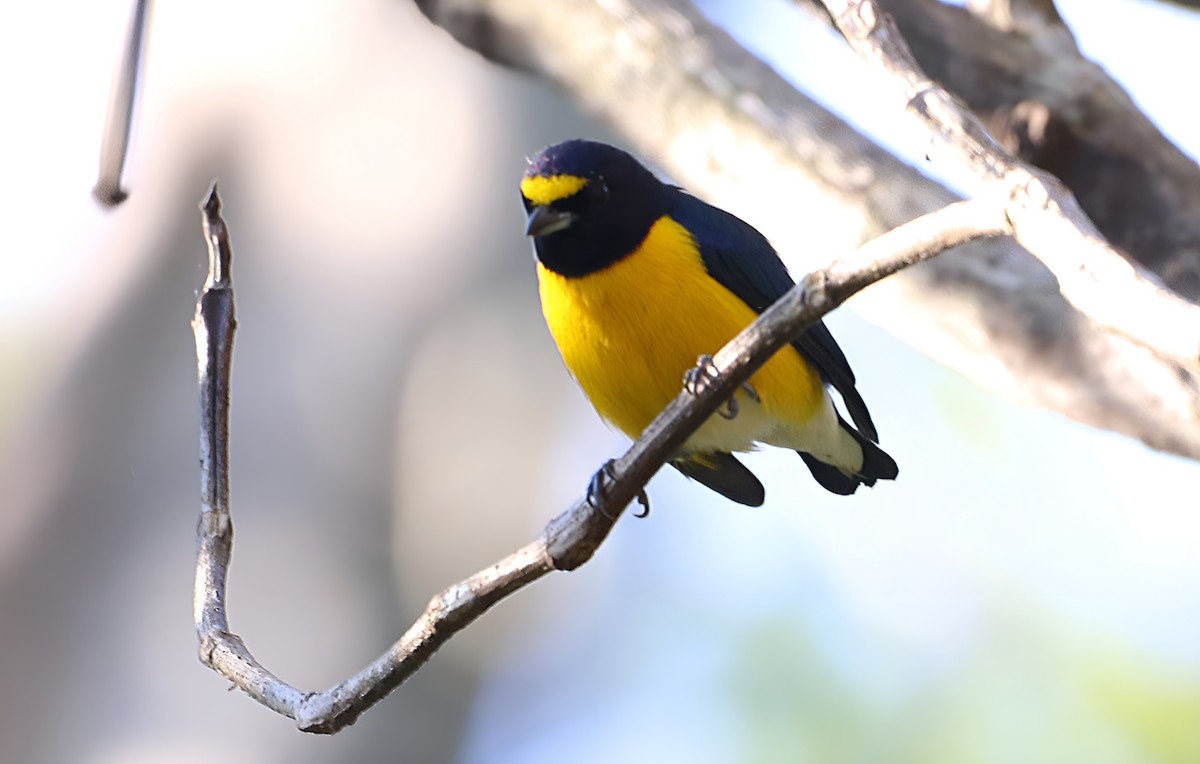 White-vented Euphonia - ML637889547