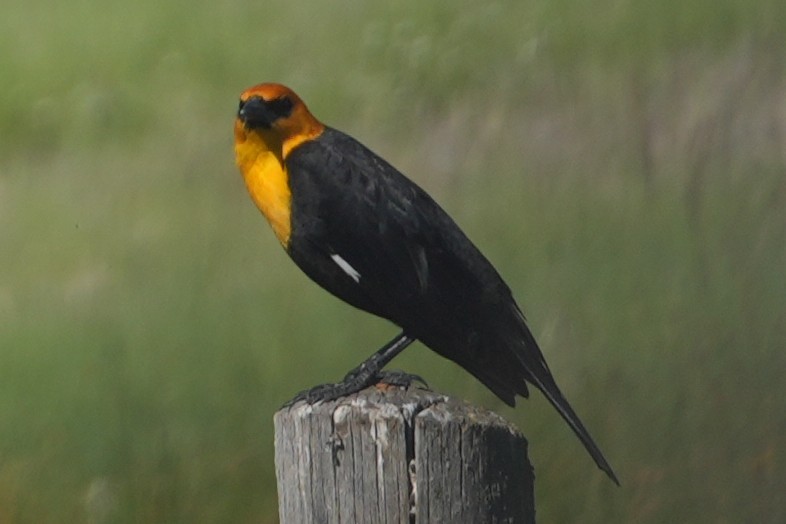 Yellow-headed Blackbird - ML637889610