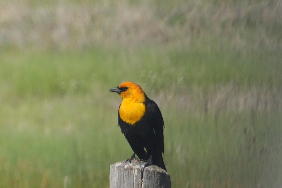 Yellow-headed Blackbird - ML637889611