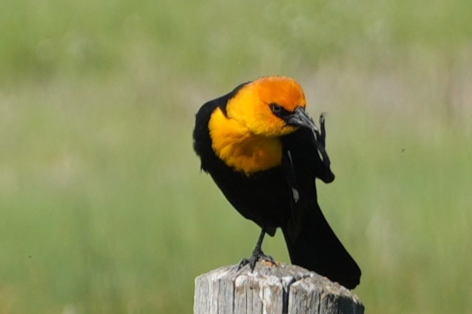 Yellow-headed Blackbird - ML637889613