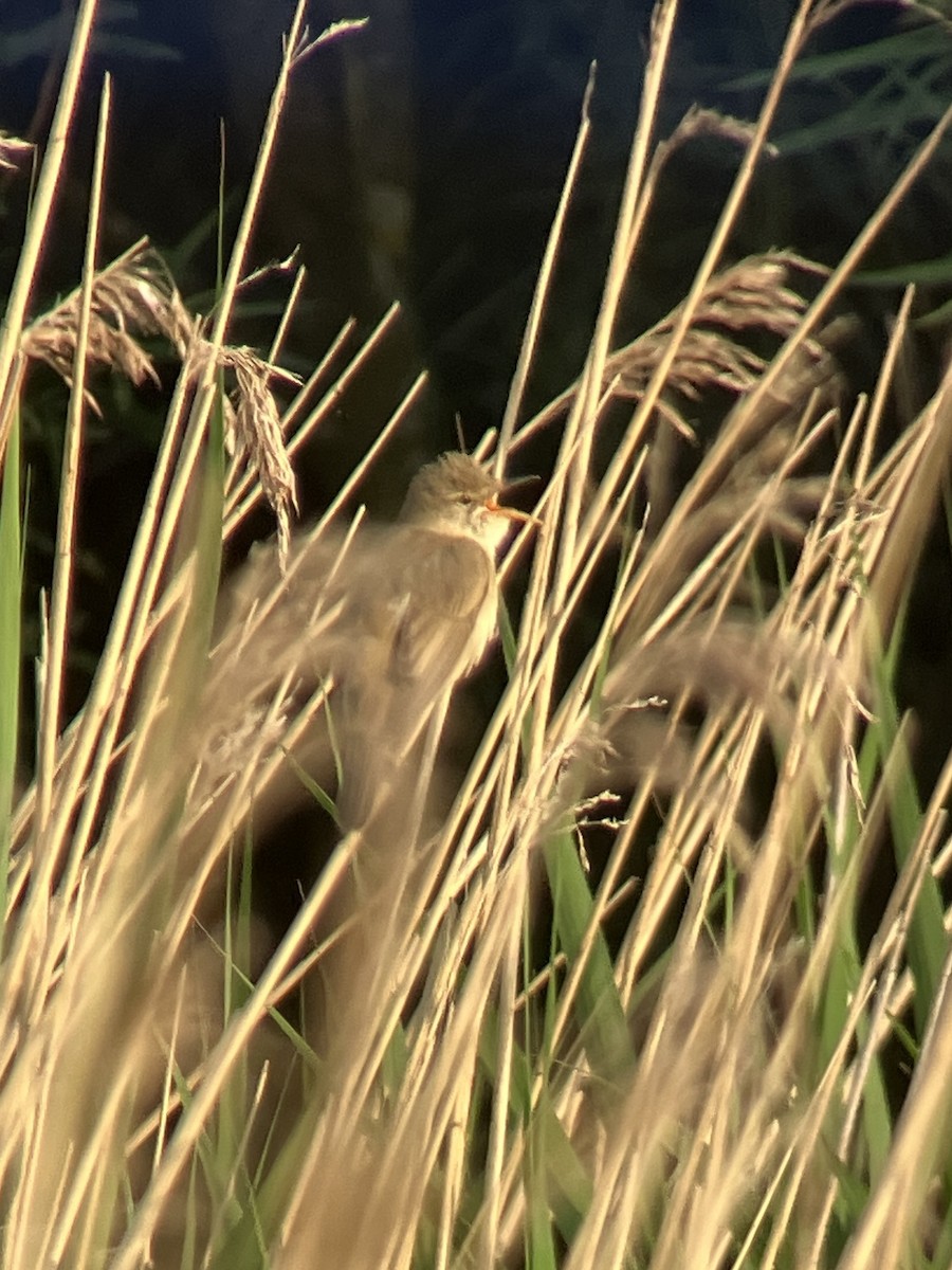 rákosník zpěvný - ML637889624