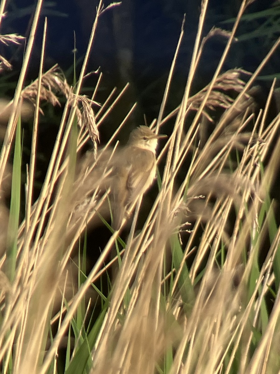 rákosník zpěvný - ML637889625