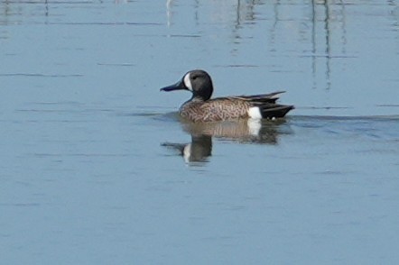 Blue-winged Teal - ML637889660