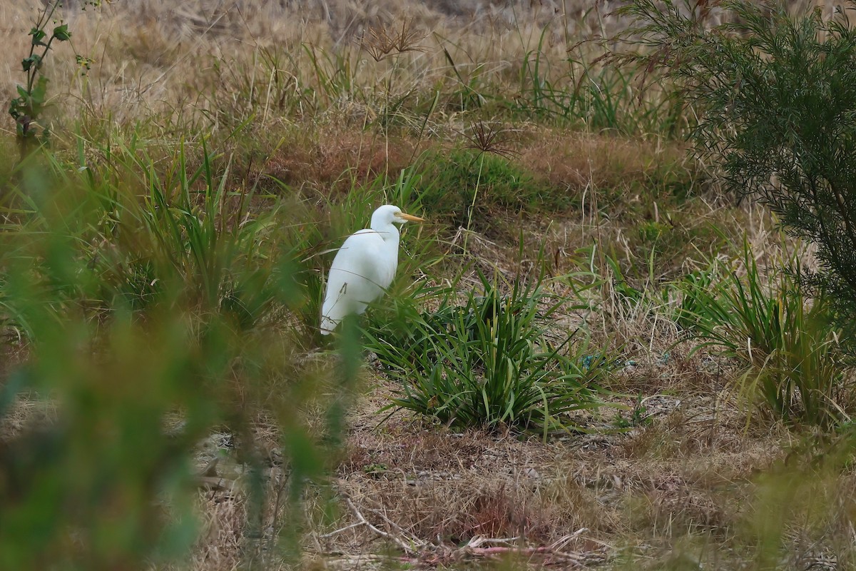 Plumed Egret - ML637889708