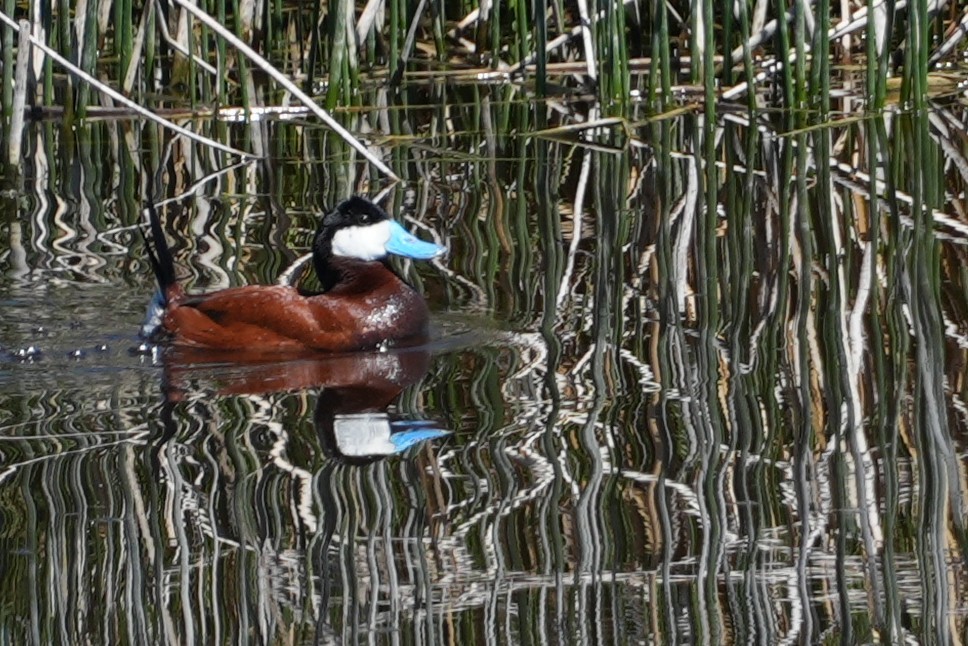 Ruddy Duck - ML637889709