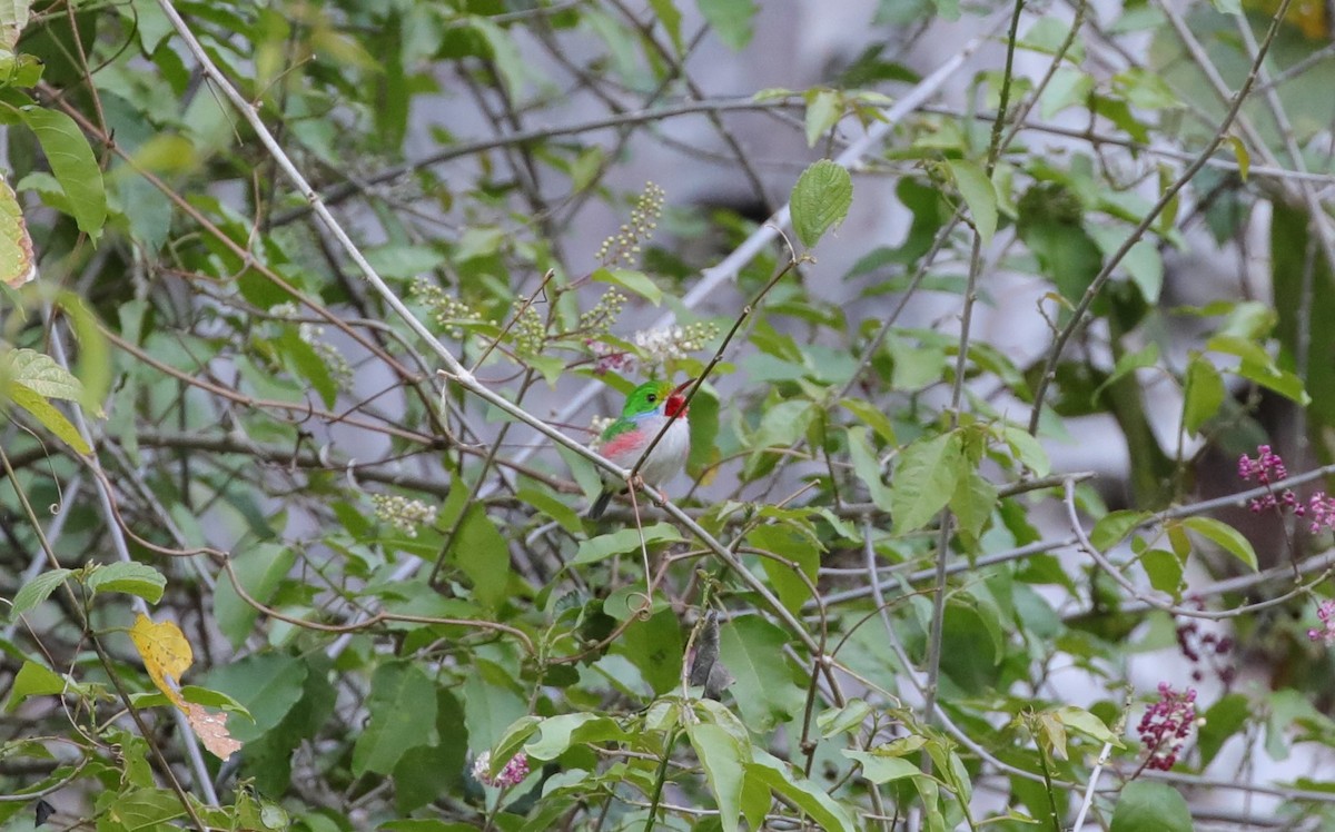 Cuban Tody - ML637889723