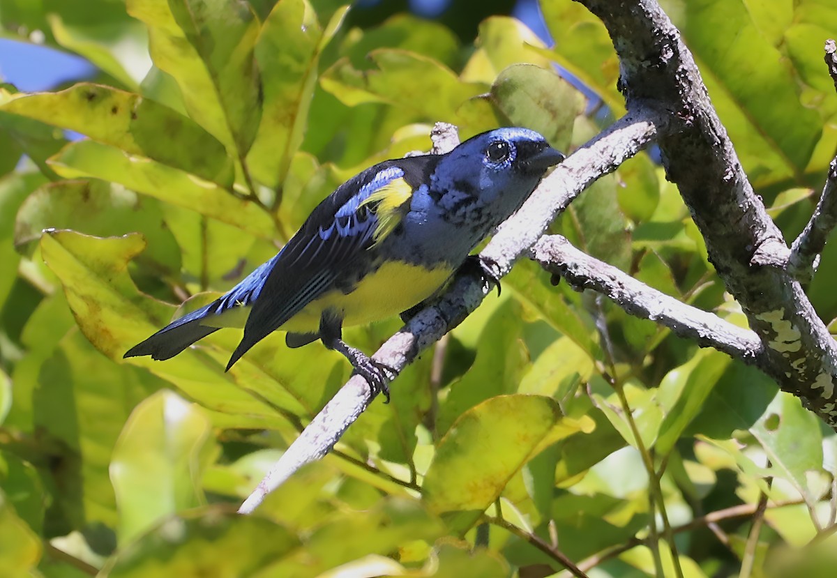 Turquoise Tanager - ML637889730