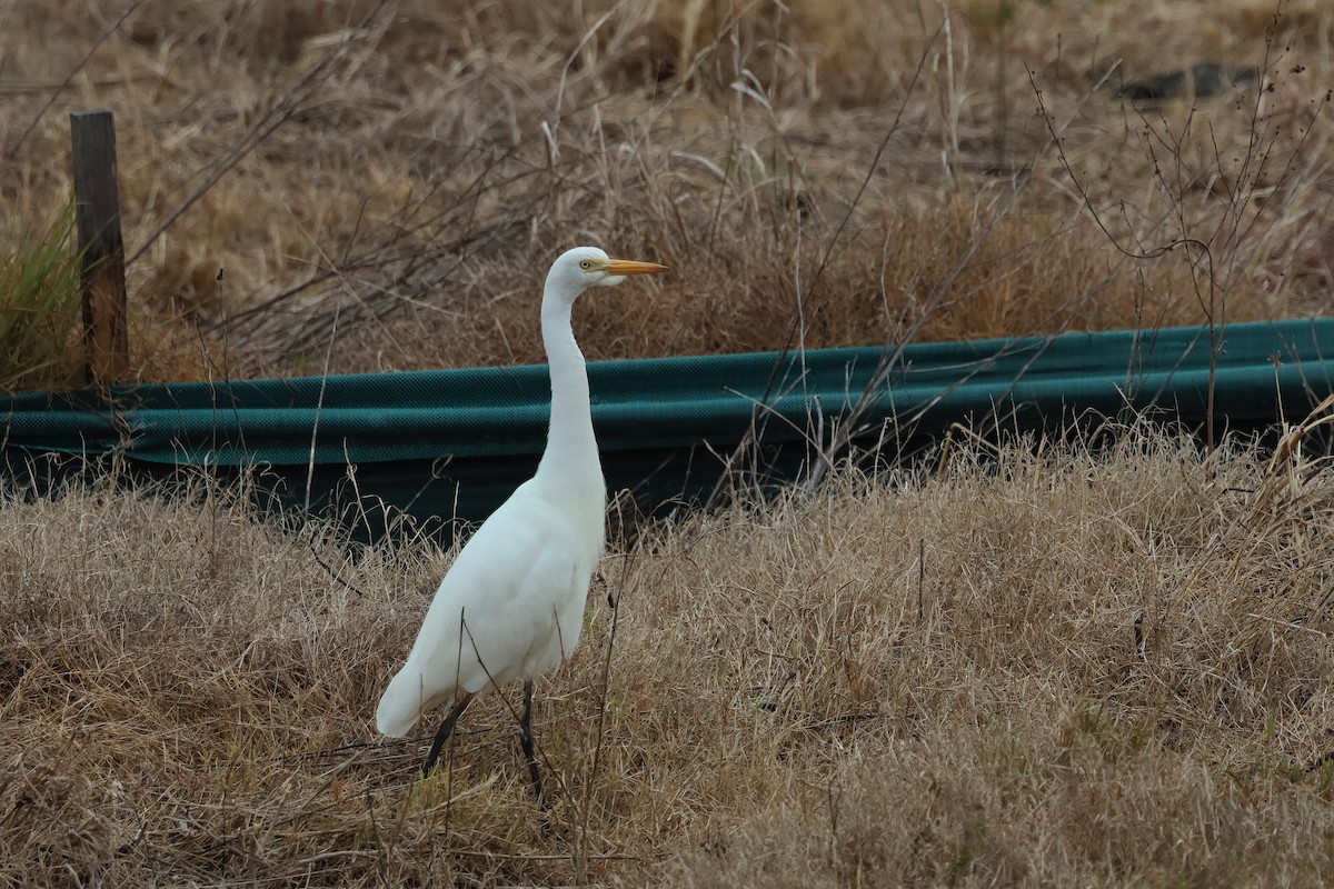 Eastern Cattle-Egret - ML637889733