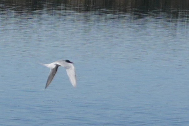 Forster's Tern - ML637889735