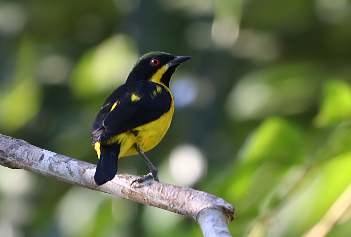 Yellow-bellied Dacnis - ML637889739