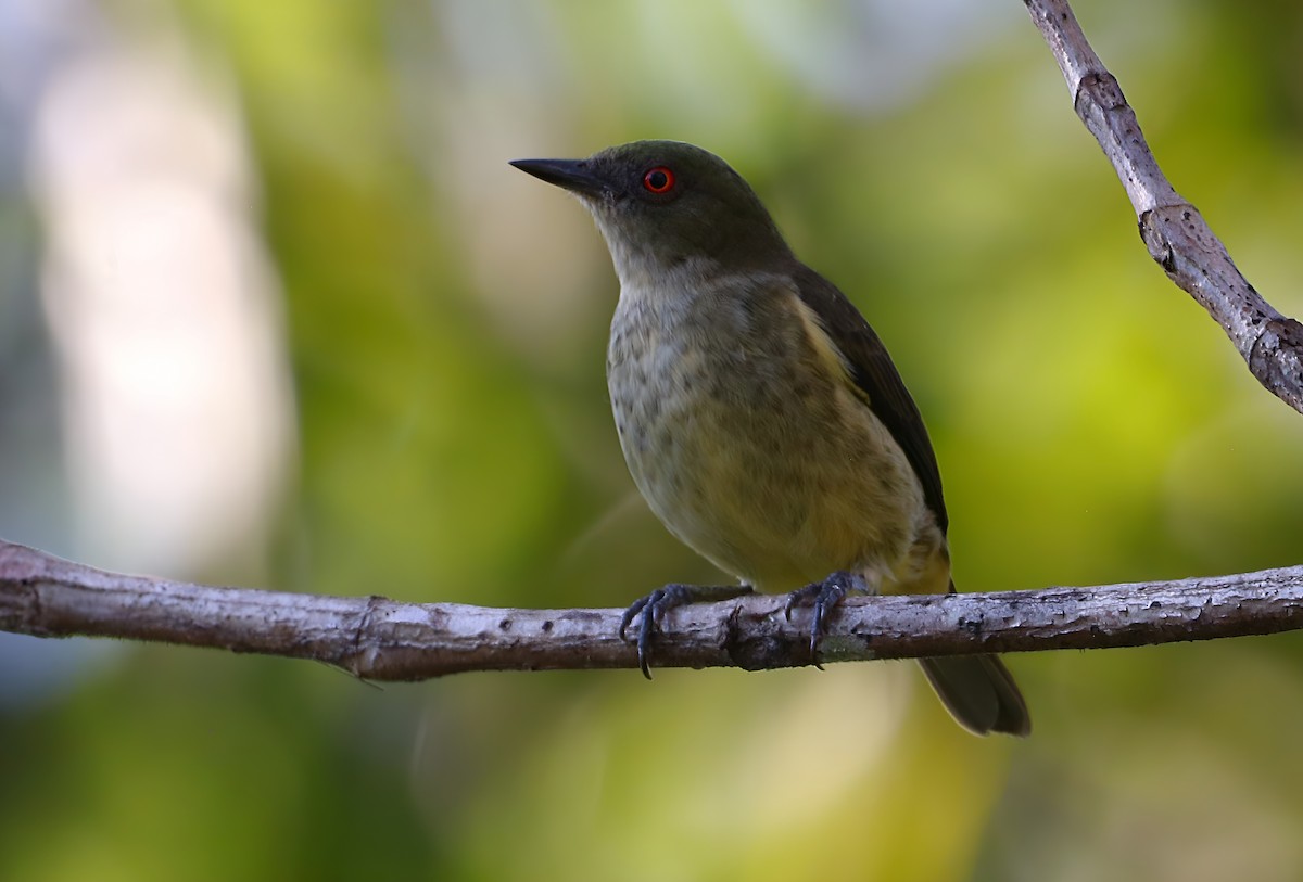 Yellow-bellied Dacnis - ML637889749