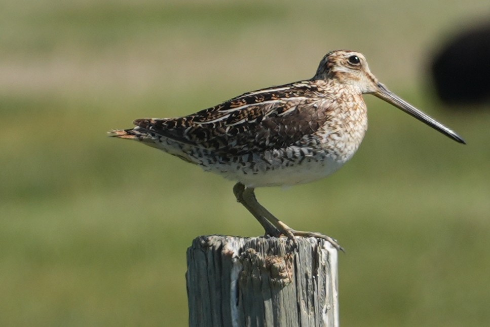 Wilson's Snipe - ML637889760