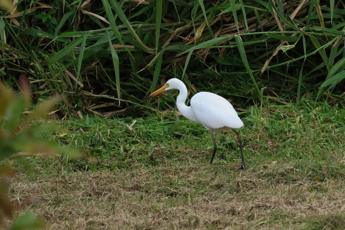 Plumed Egret - ML637889784