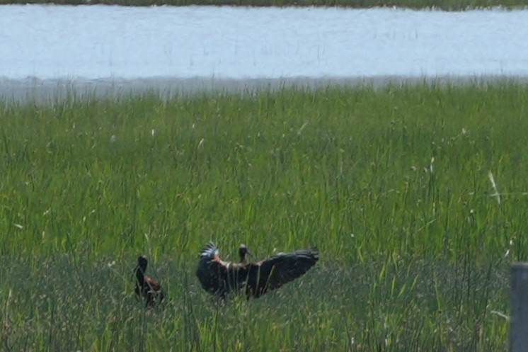 White-faced Ibis - ML637889806