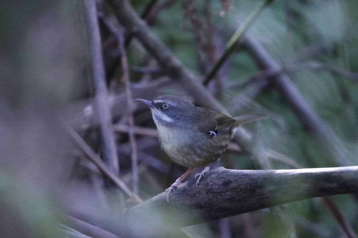 White-browed Scrubwren (White-browed) - ML637889849
