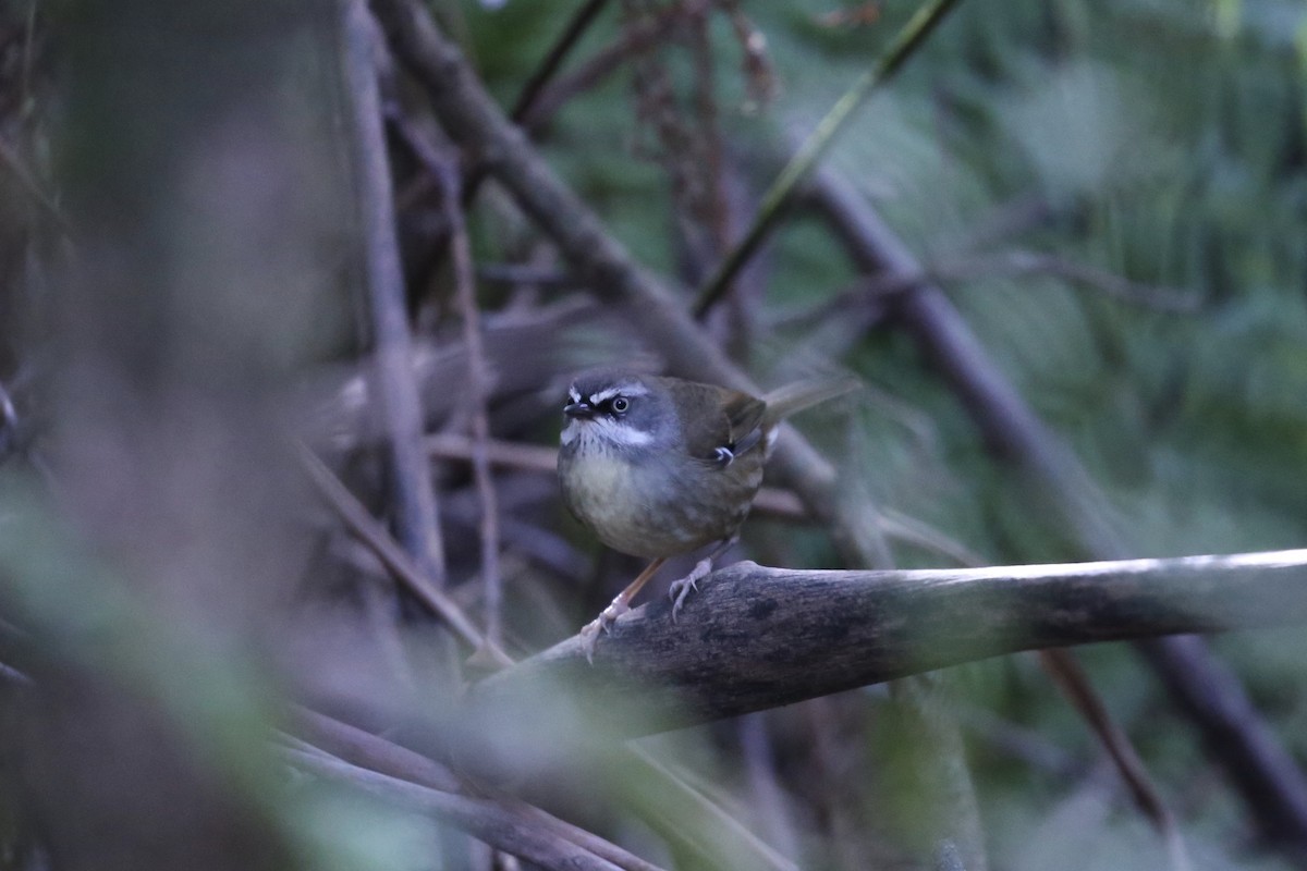White-browed Scrubwren (White-browed) - ML637889850