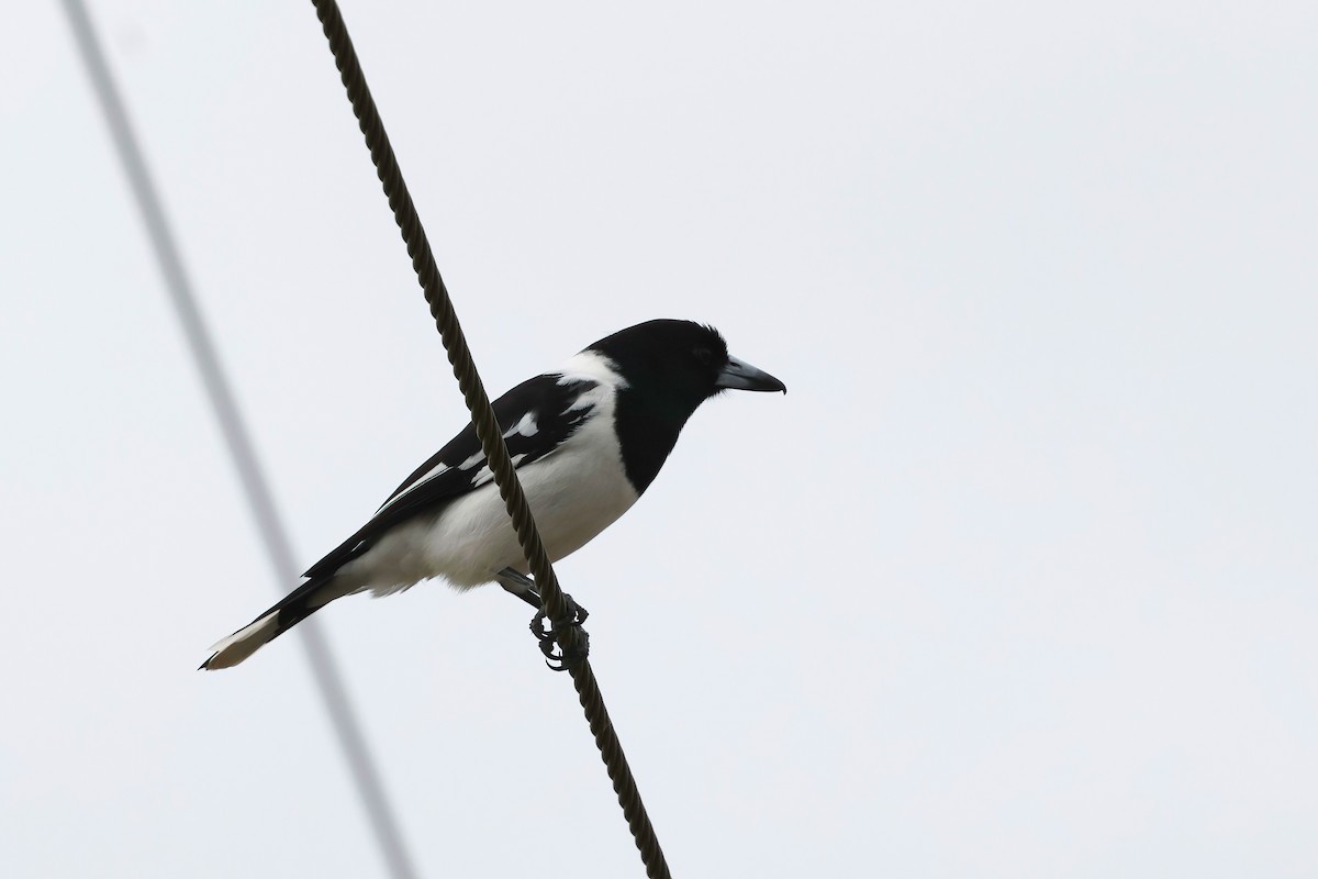 Pied Butcherbird - ML637889874
