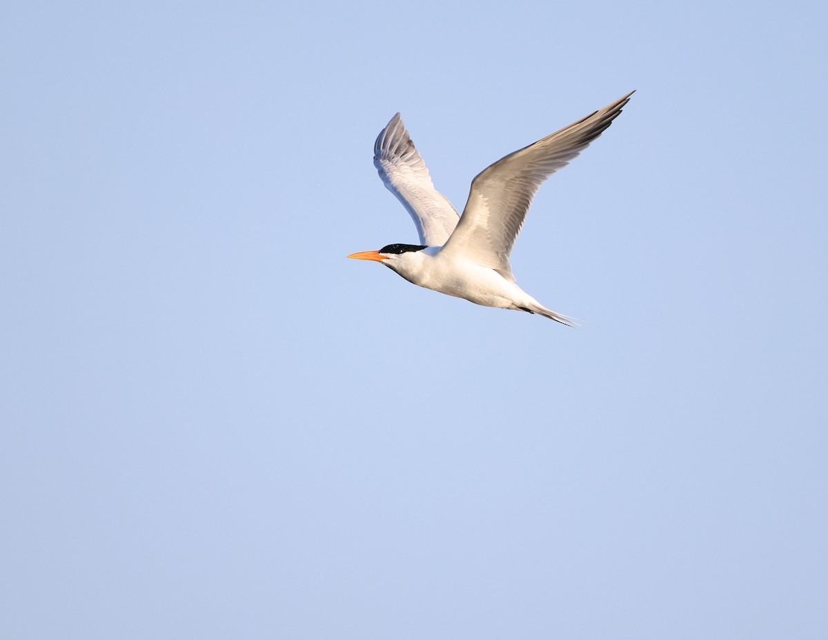 Royal Tern - ML637889879