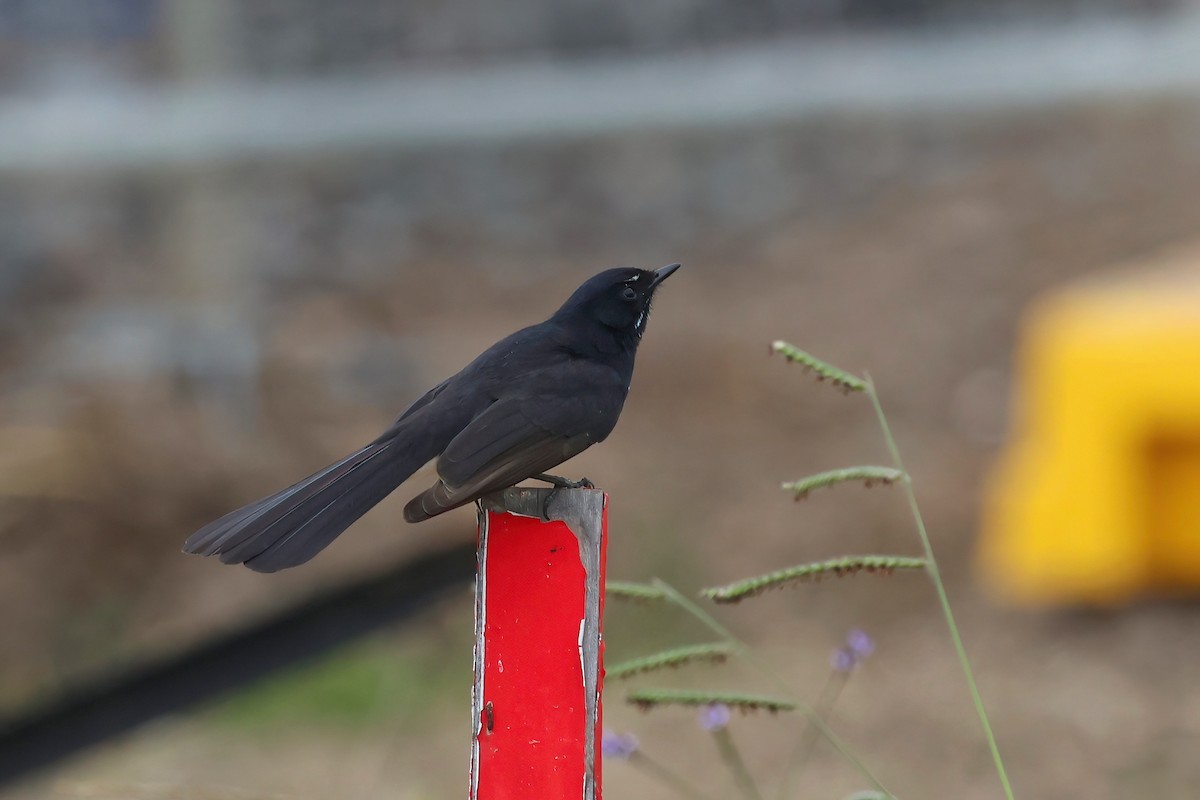 Willie-wagtail - ML637889909