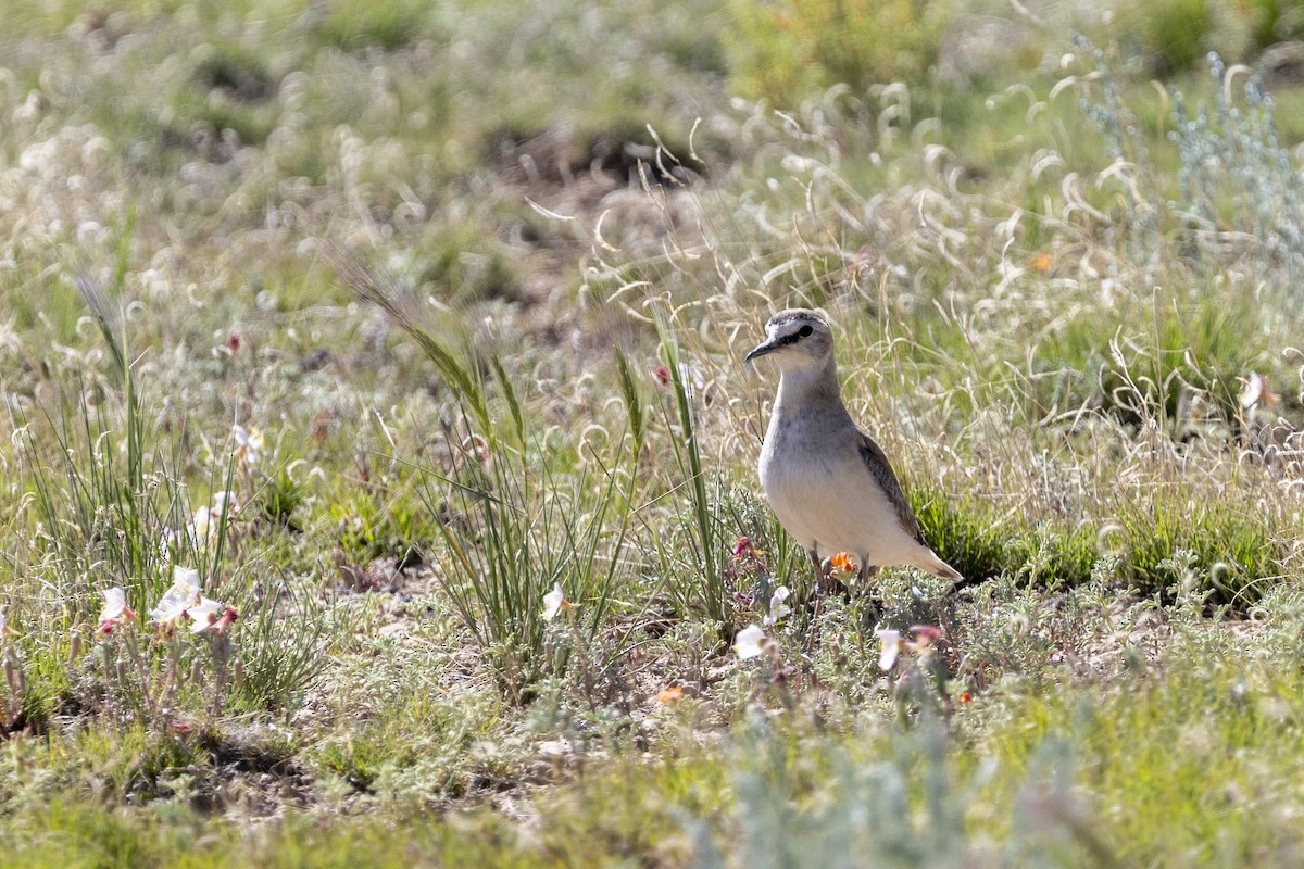 Mountain Plover - ML637889943