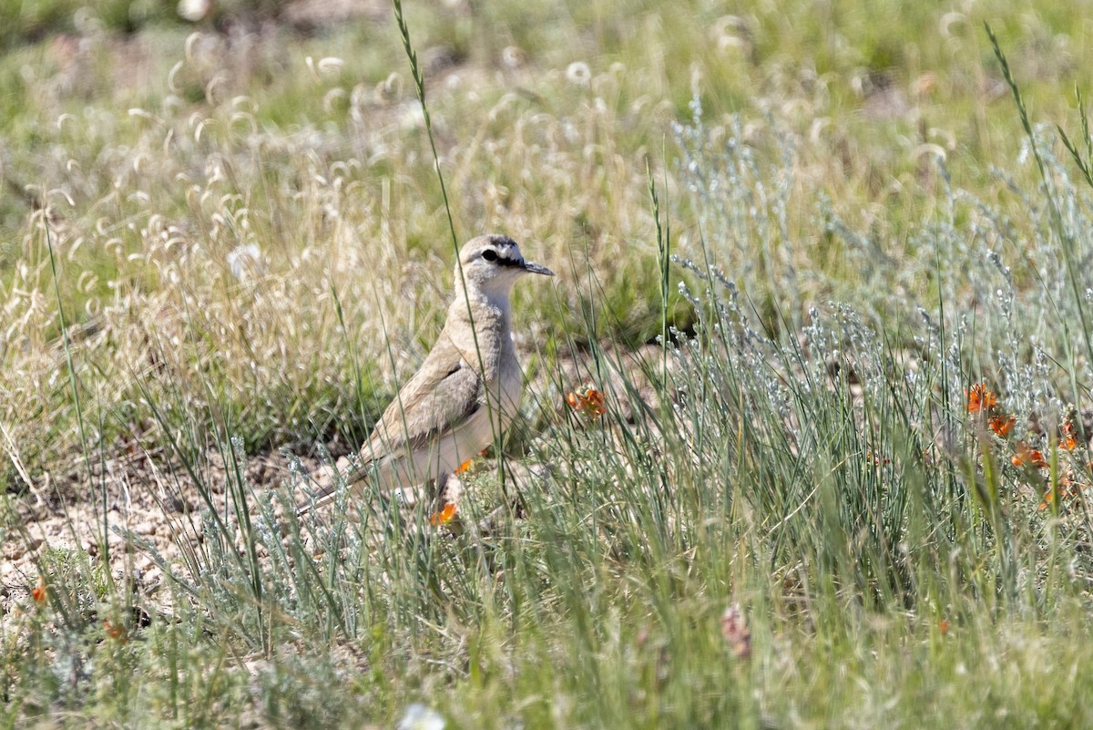Mountain Plover - ML637889944