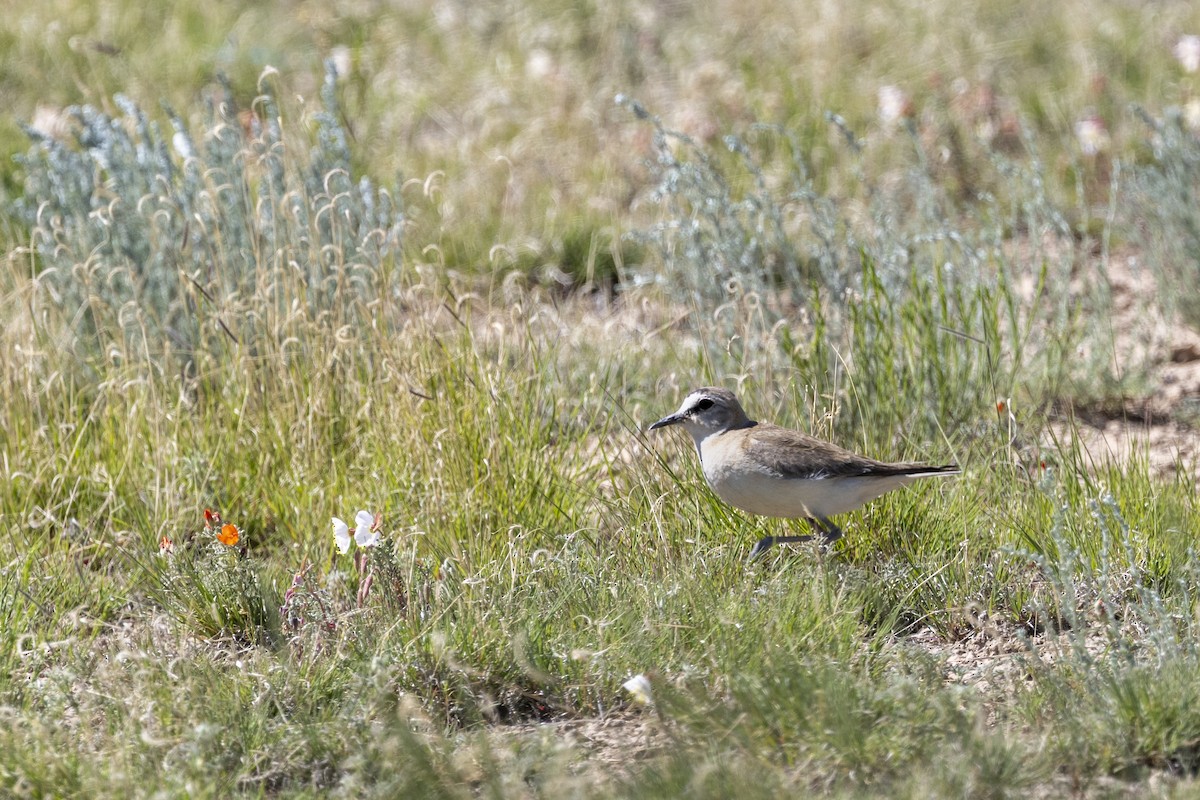 Mountain Plover - ML637889945