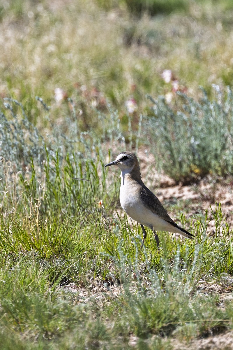 Mountain Plover - ML637889946