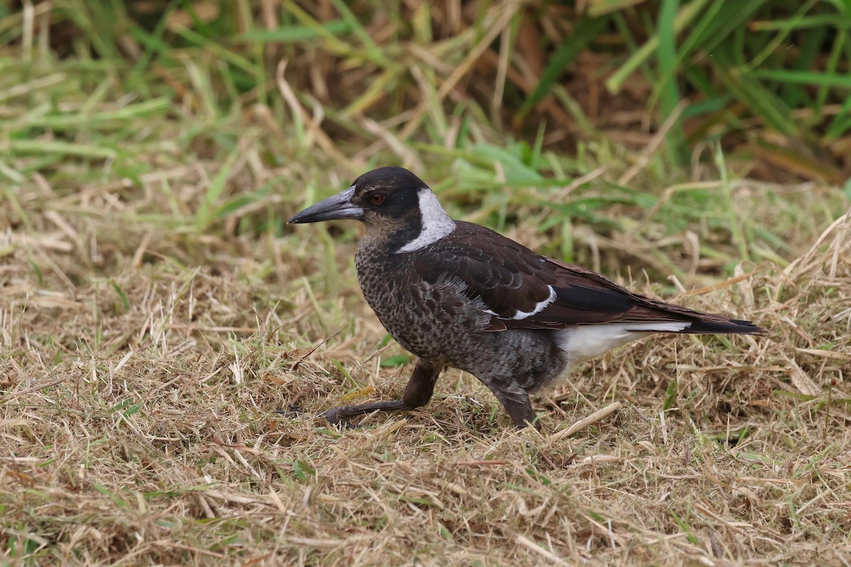Australian Magpie (Black-backed) - ML637889962